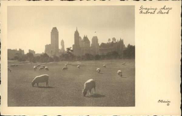 New York City Central Park sheeps