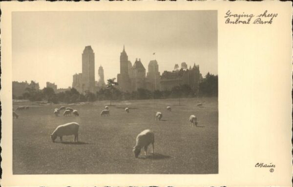 New York City Central Park sheeps