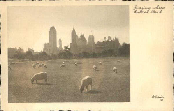 New York City Central Park sheeps