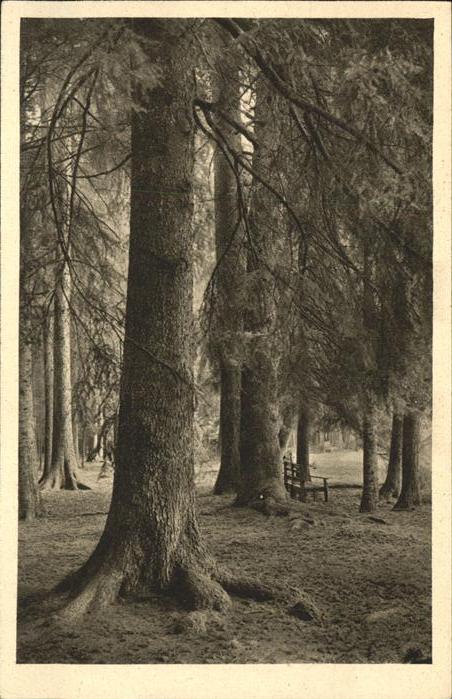 Baeume Trees Doniswald Eichhörnchen Fütterungsplatz