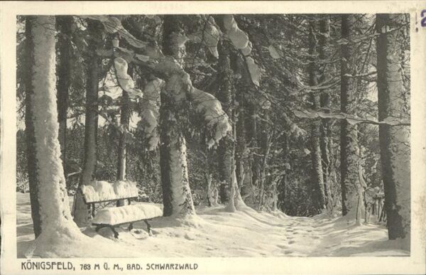 Baeume Trees Winter Königsfeld Schwarzwald