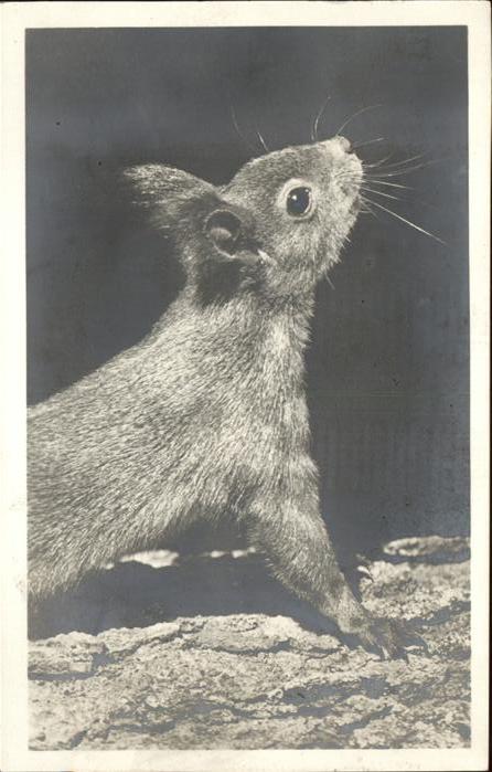 Tiere Eichh?rnchen Doniswald