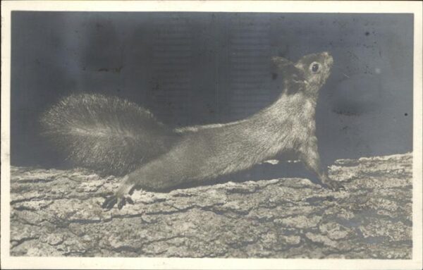 Tiere Eichh?rnchen Doniswald