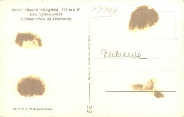 Tiere Eichh?rnchen Doniswald – Bild 2