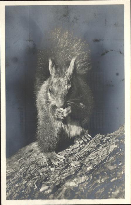 Tiere Eichh?rnchen Doniswald K?nigsfeld
