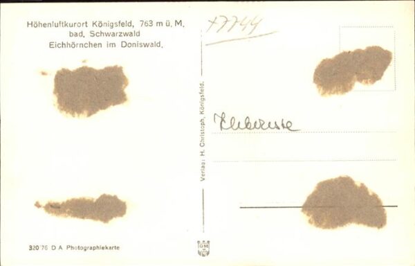 Tiere Eichh?rnchen Doniswald K?nigsfeld – Bild 2