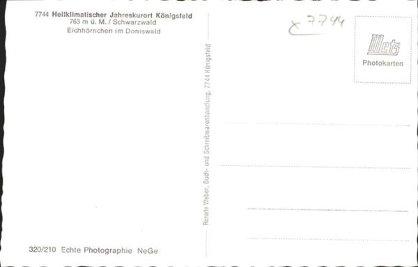 Tiere Kind Eichh?rnchen K?nigsfeld – Bild 2