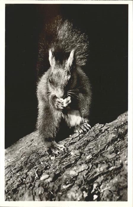 Tiere Eichh?rnchen Doniswald