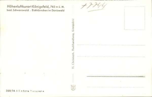 Eichhoernchen Königsfeld Doniswald – Bild 2