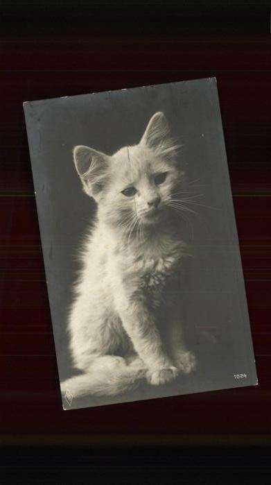 Katzen junge Katze