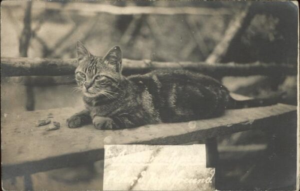 Katzen Getigerte Katze Argauerwald