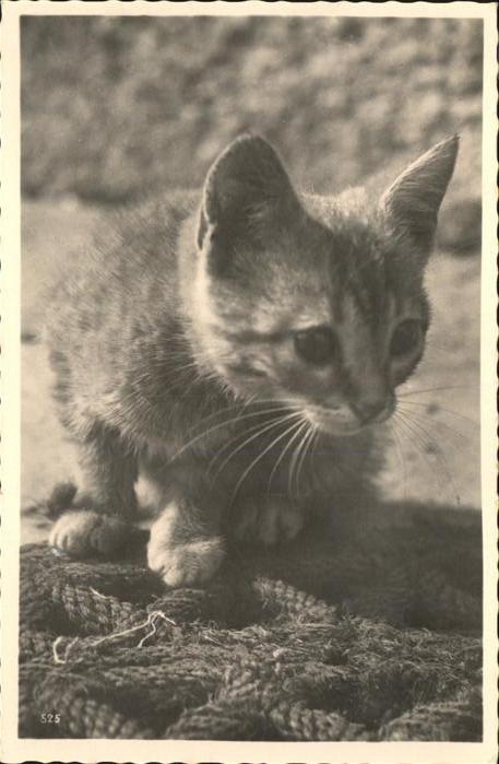 Katzen Junge Katze