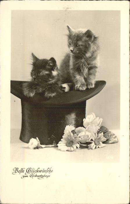 Katzen Zylinder Glückwünsche Blumen