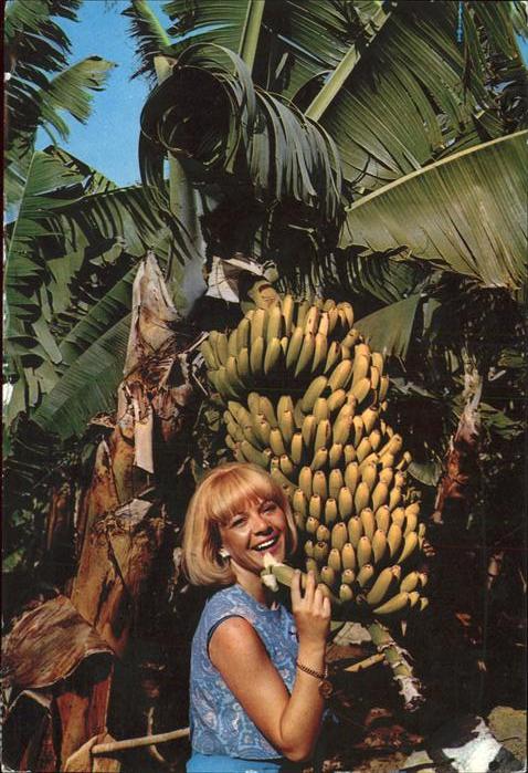 Bananen Baum Canarias