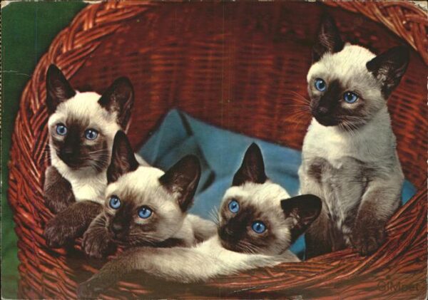 Katzen Siamkatzen blaue Augen