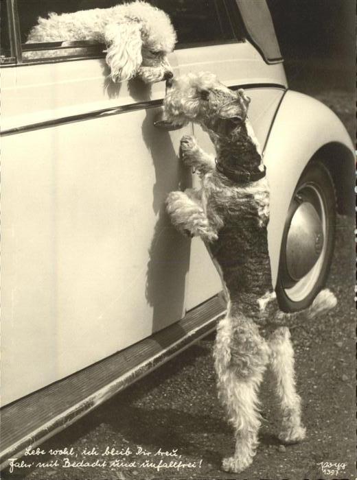 Hunde Kuss Auto Abschied