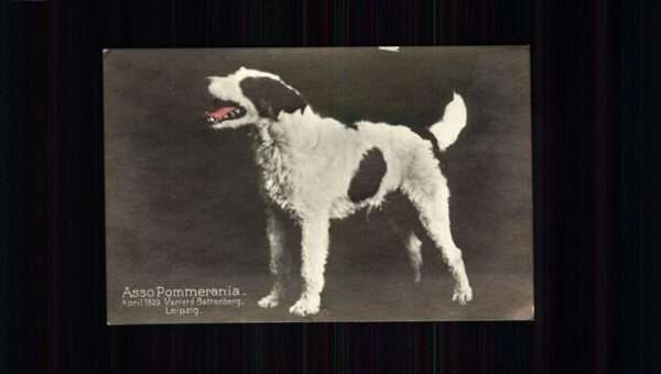 Hunde Asso Pommerania Leipzig