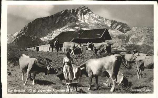 Kuehe Hochalm Alpspitze