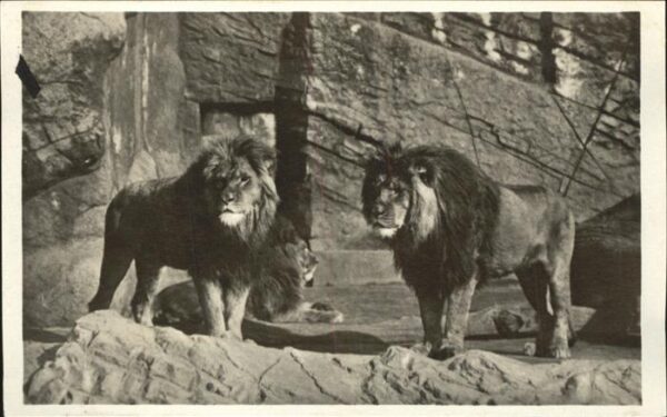 Loewe Carl Hagenbeck Tierpark Altona-Stelling