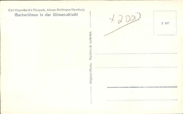 Loewe Carl Hagenbeck Tierpark Altona-Stelling – Bild 2