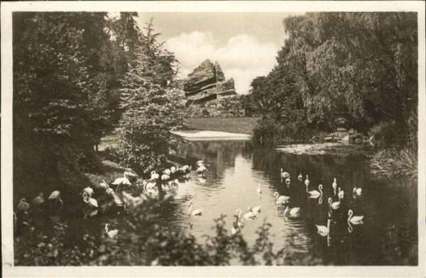 Hagenbeck Flamingos Schwäne Affenfelsen Stellinge