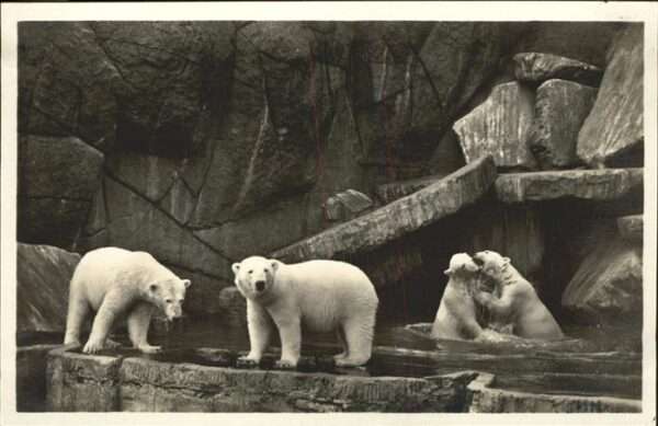 Eisbaer Carl Hagenbeck Tierpark