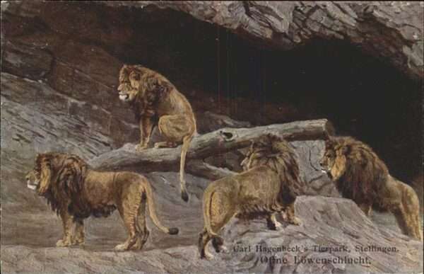 Loewe Carl Hagenbeck Tierpark Stellingen