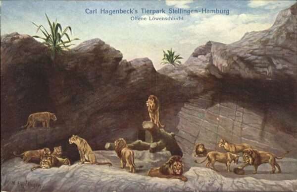 Loewe Carl Hagenbeck Tierpark Stellingen-Hamb