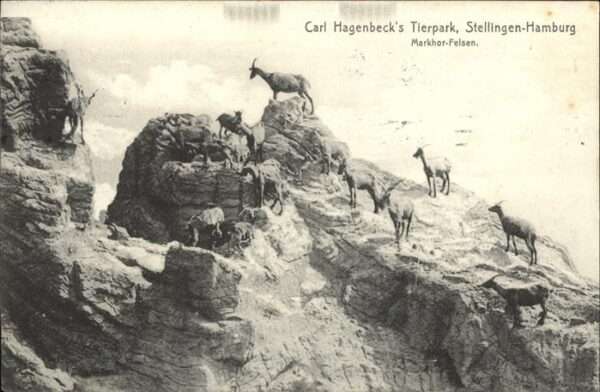 Hagenbeck Tierpark Markhor-Felsen Steinböcke Stel