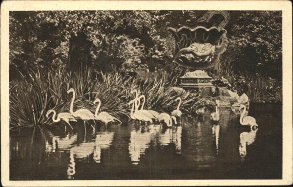 Flamingo Carl Hagenbeck Tierpark Flamingo Japani