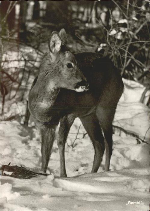 Reh Bambi