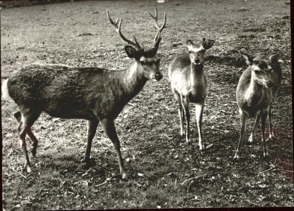 Hirsch Rehe
