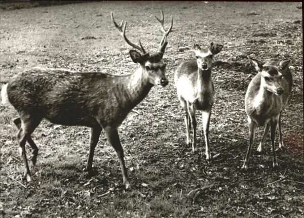 Reh Hirsch