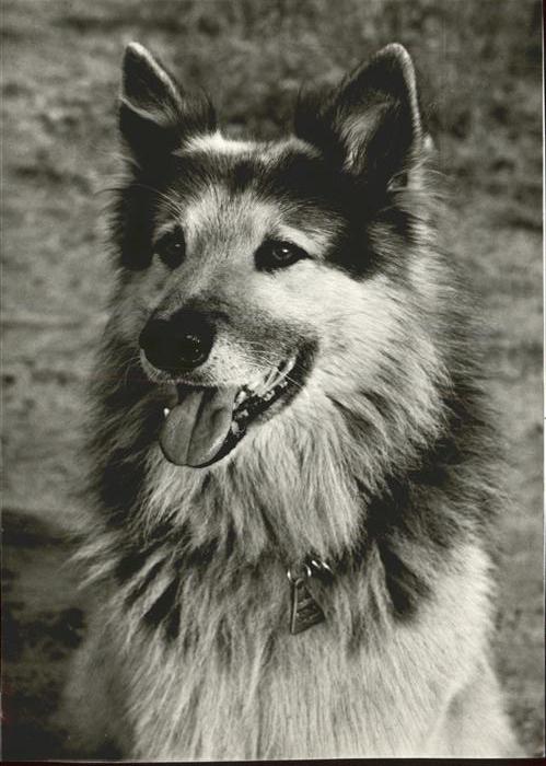 Hunde Ajax Film Mein bester Freund