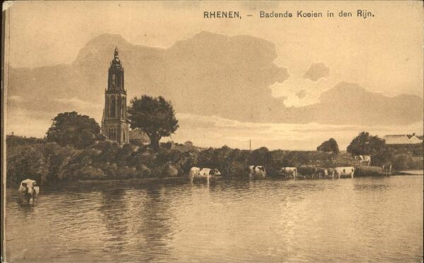 Rhenen Badende Koeien in den Rhijn Kirche Kühe