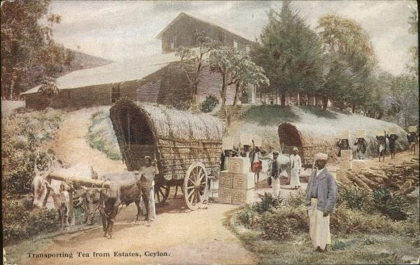 Ceylon Sri Lanka Transporting Tea from Estates Ochsenkar