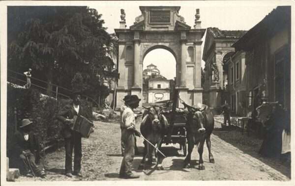 Bueffel Kutsche Kühe