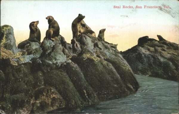 Robben Seehunde Seal Rocks San Francisco
