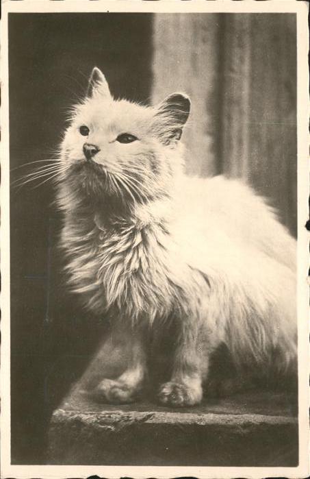 Katzen