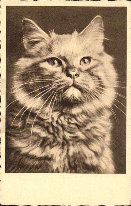 Katzen Feldpost