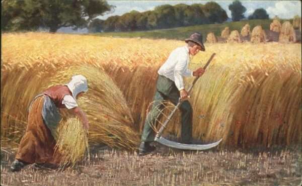 Landwirtschaft Peluba 278