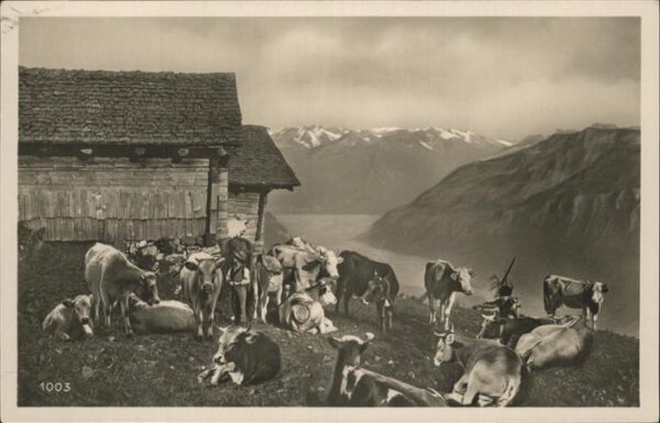 Kuehe Alm
