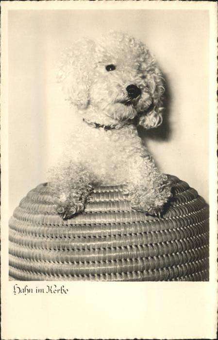 Hunde Pudel Korb