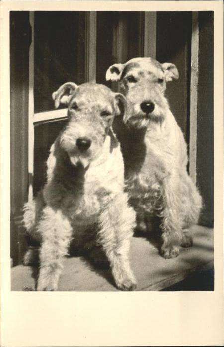 Hunde Fotokarte