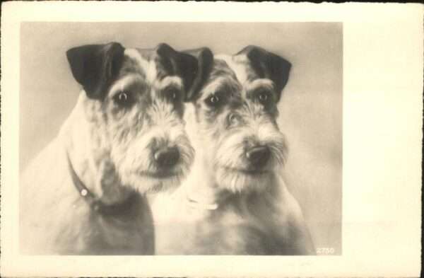 Hunde Paar
