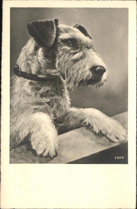 Hunde