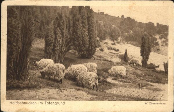 Tiere Heidschnucken Totengrund Lüneburger Hei