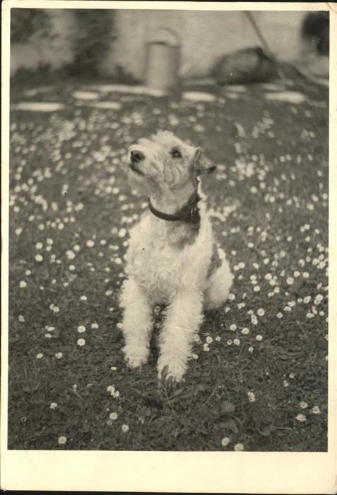 Hunde