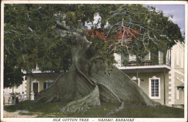Baeume Trees Bahamas Nassau Silk Cotton Tree