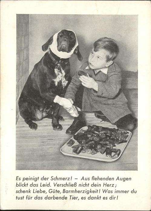 Hunde Schmerz Kind Tierschutzverein Berlin